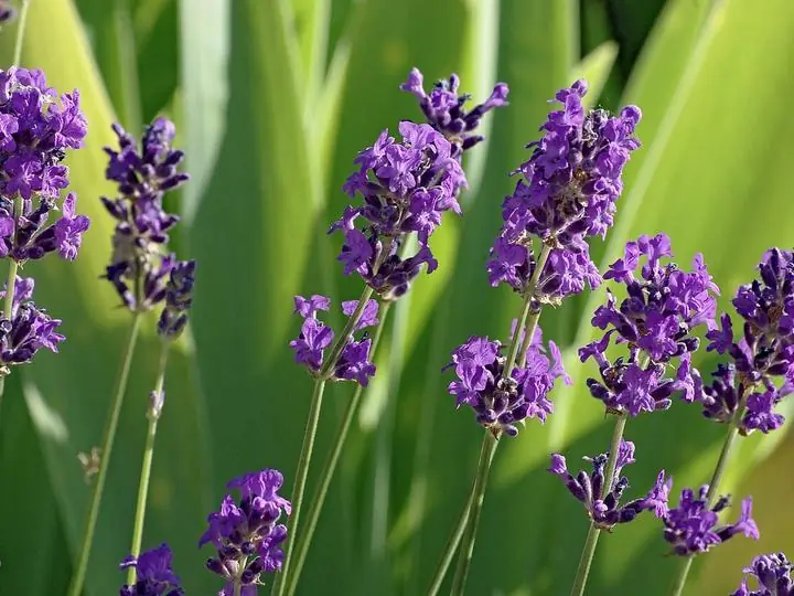 Upright violet lavender spikes against a green background of leaves.