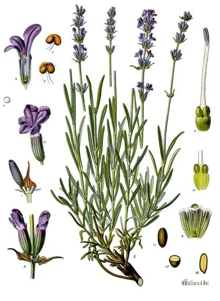 Hand-coloured botanical engraving of lavender with its flower spikes, narrow leaves and enlarged flower details.