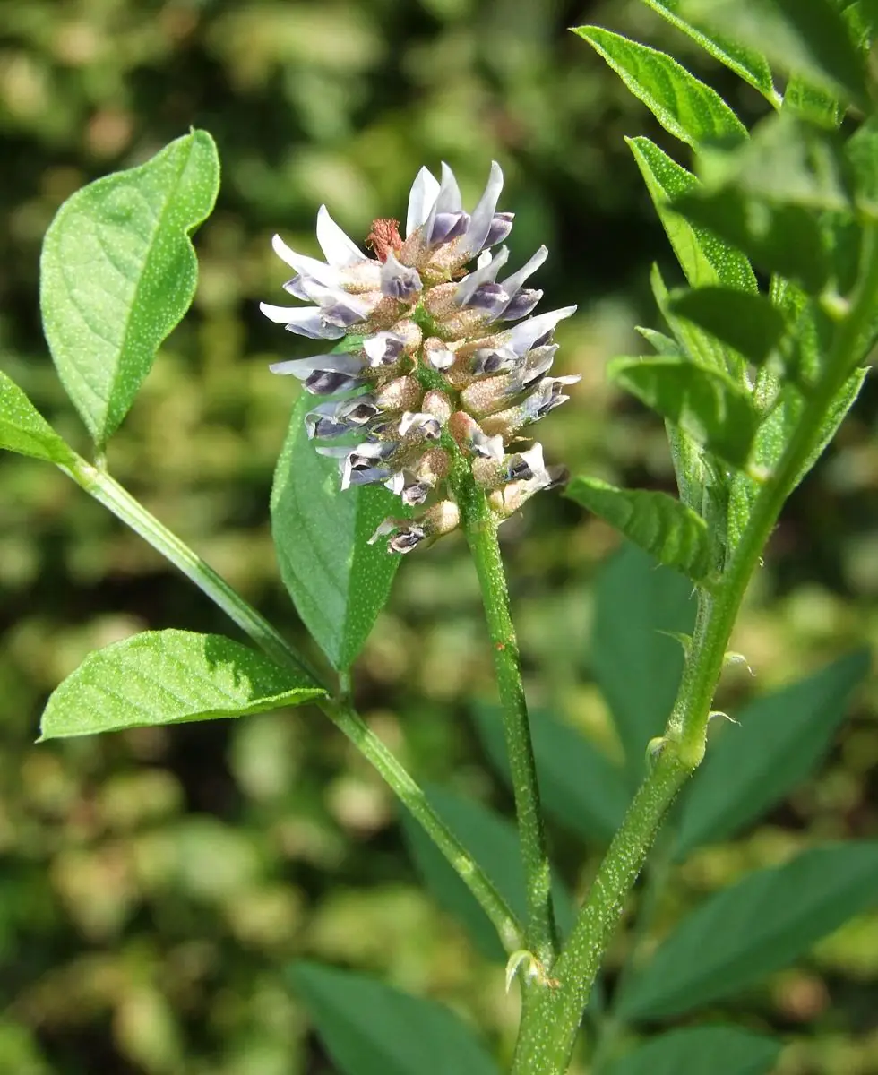 A spike of pale lavender licorice flowers among pinnate leaves.