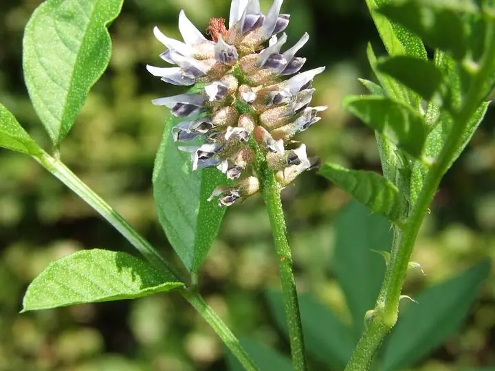 A spike of pale lavender licorice flowers among pinnate leaves.
