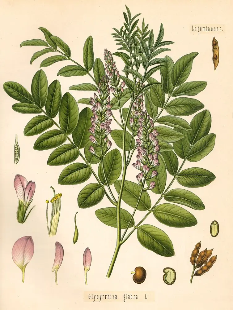 Hand-coloured engraving of licorice with pinnate leaves, violet flower spikes, and pods.