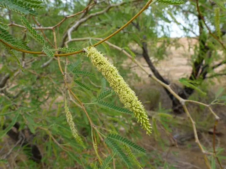 A velvet mesquite branch with feathery leaves and a yellow catkin of flowers.