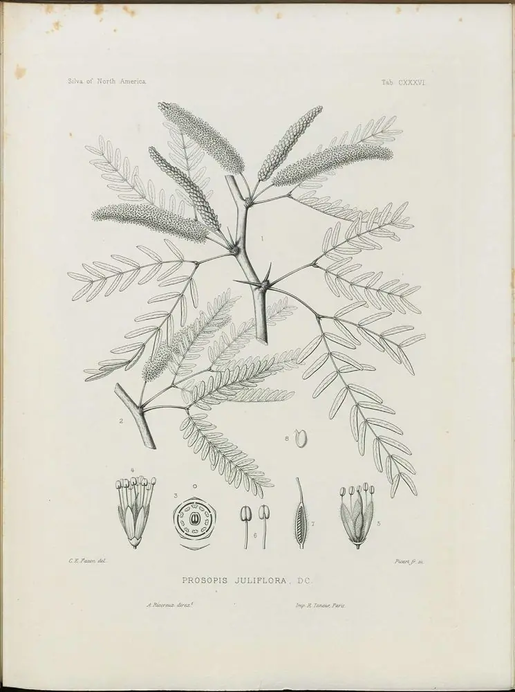 Botanical engraving of mesquite leaves, flowers, and pods.