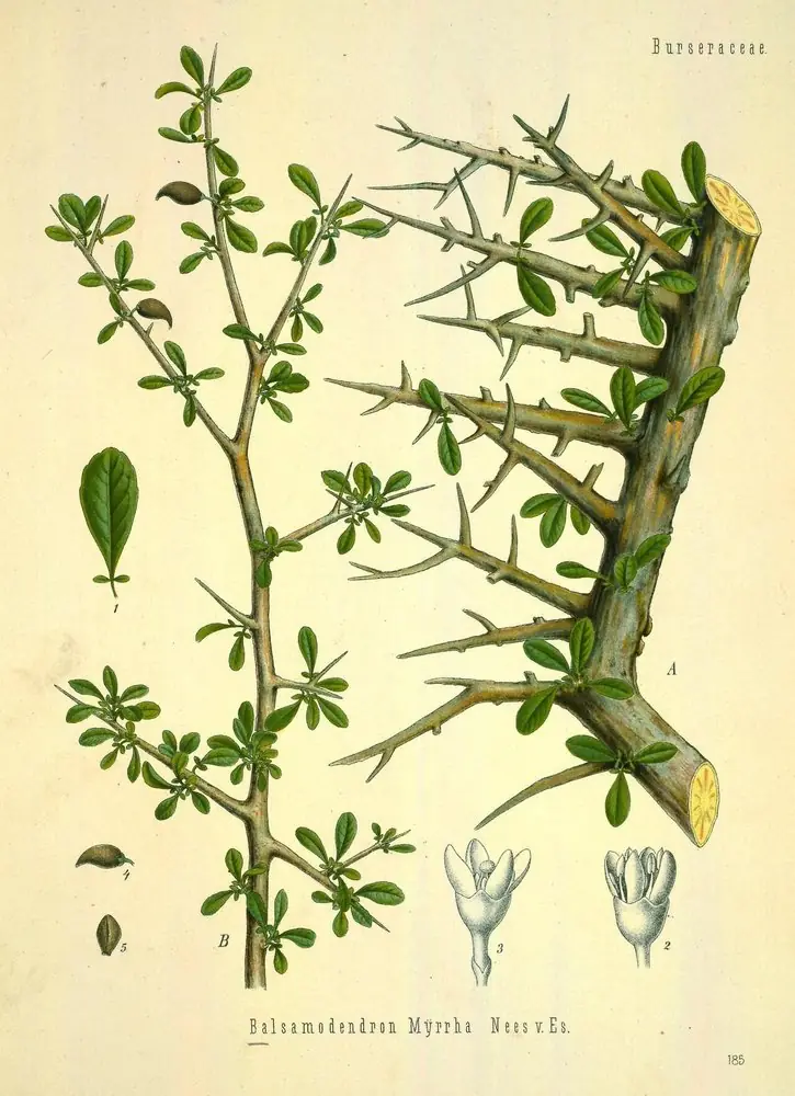 Hand-coloured engraving of a thorny myrrh branch with small leaves and flower details.