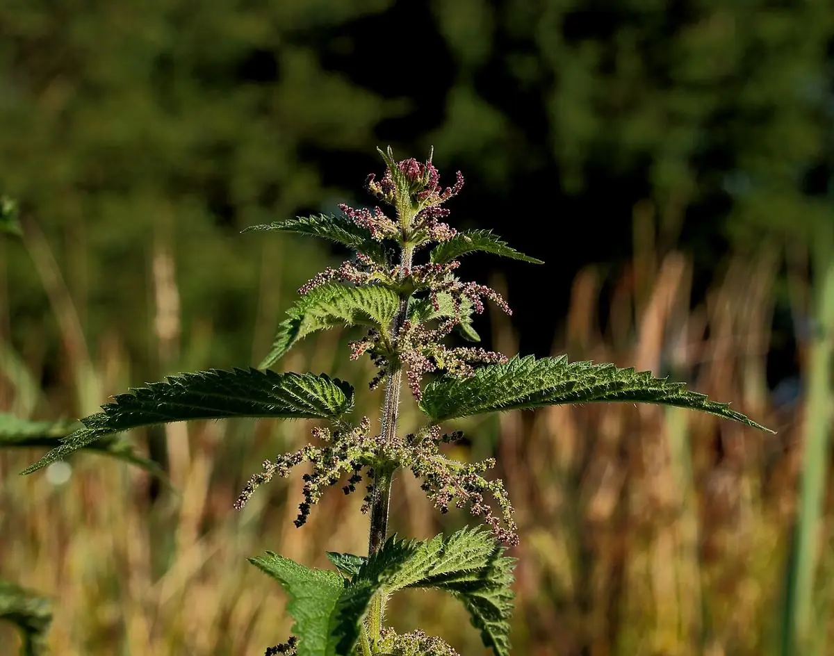 A flowering stinging nettle plant with toothed leaves and hanging flower strands, against dry grasses.