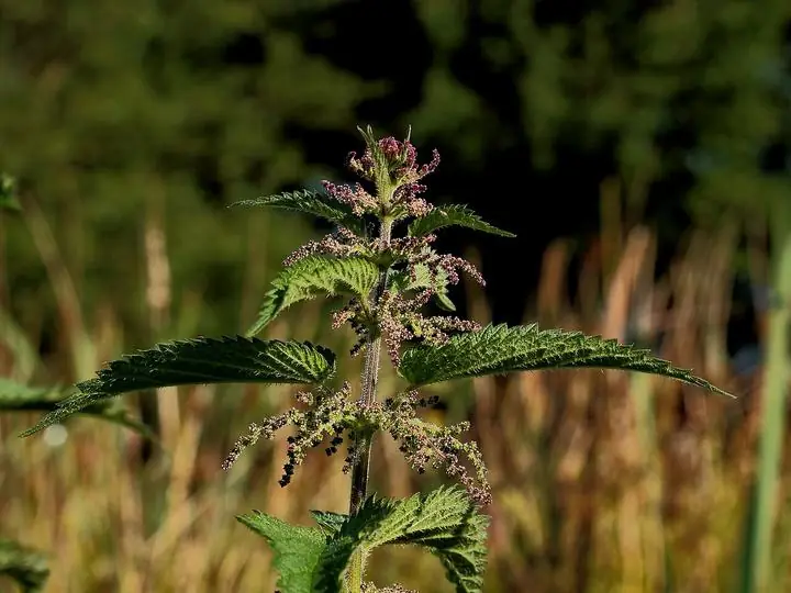 A flowering stinging nettle plant with toothed leaves and hanging flower strands, against dry grasses.
