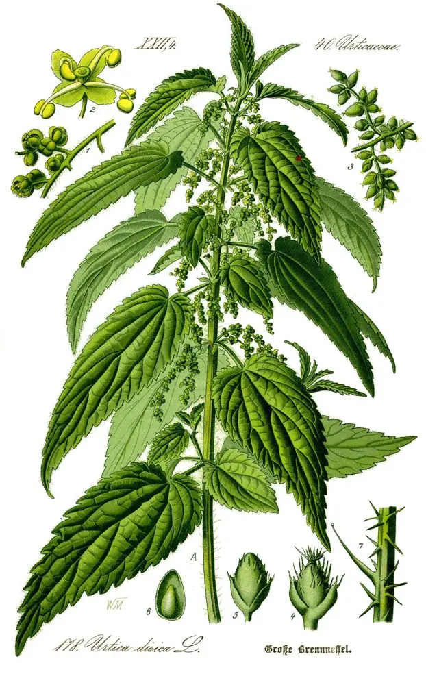 Hand-coloured botanical engraving of stinging nettle with its toothed leaves and hanging flower strands.