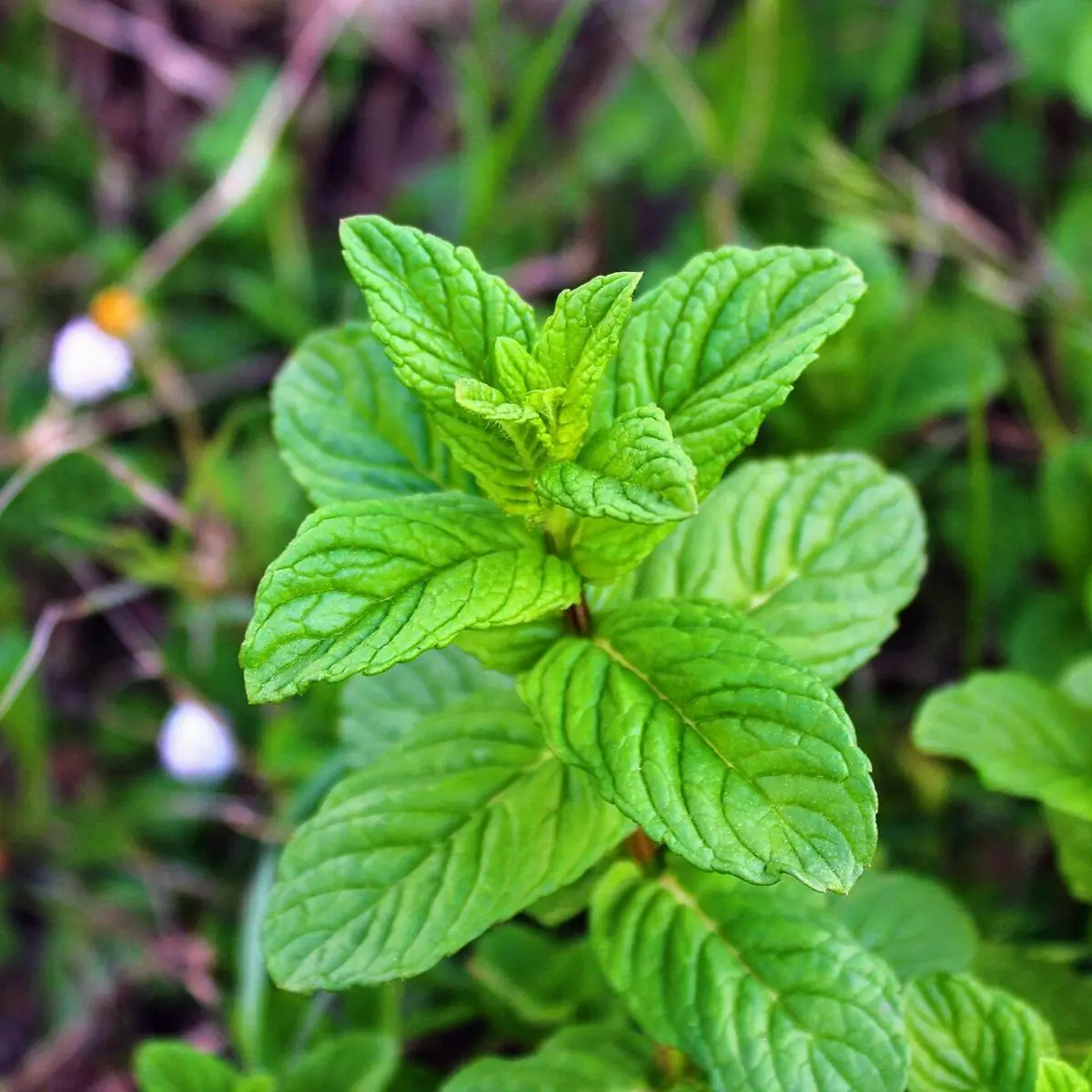 A bright green peppermint shoot seen from above, with pairs of crinkled, toothed leaves.