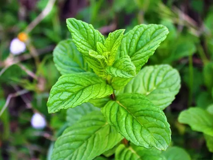 A bright green peppermint shoot seen from above, with pairs of crinkled, toothed leaves.