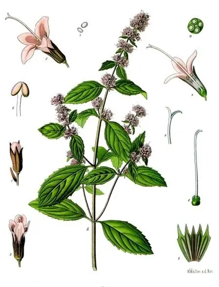 Hand-coloured botanical engraving of peppermint with paired leaves and spikes of small lilac flowers.