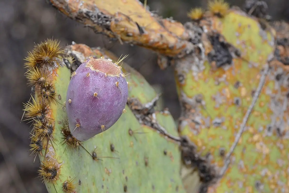 A purple prickly pear fruit growing from the edge of a spiny green pad.