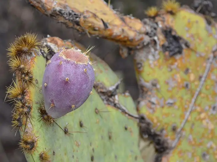 A purple prickly pear fruit growing from the edge of a spiny green pad.