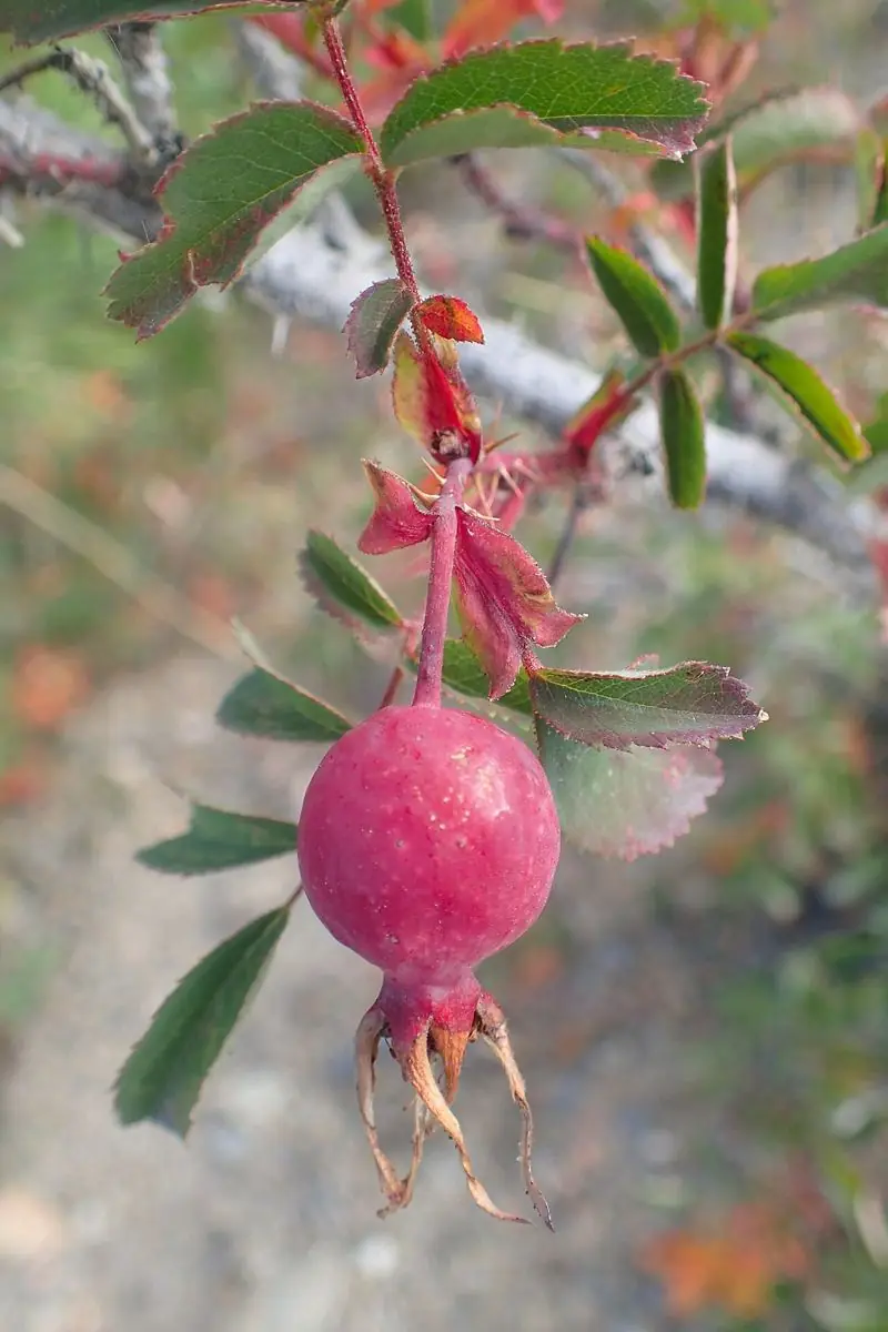 A ripe red wild rose hip hanging from a thorny stem.