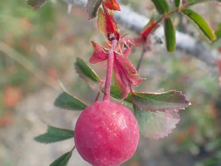 A ripe red wild rose hip hanging from a thorny stem.