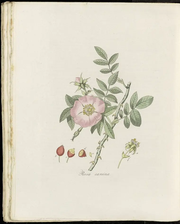 Engraving of dog rose with pink flowers and red hips.