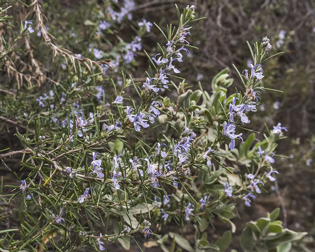 A rosemary shrub covered in small pale-blue flowers among its needle-like leaves.