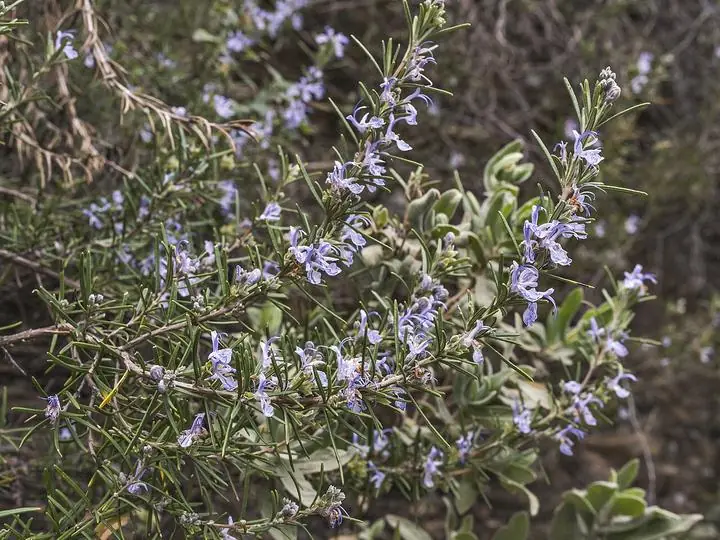 A rosemary shrub covered in small pale-blue flowers among its needle-like leaves.