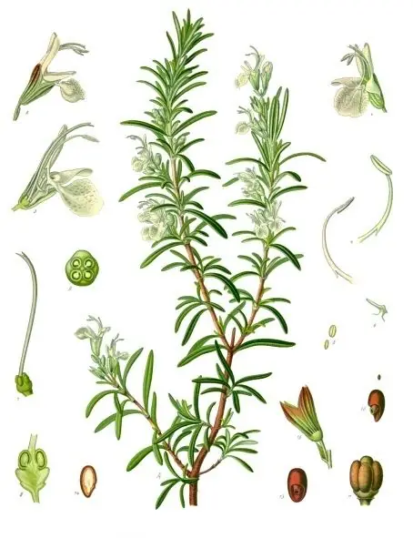 Hand-coloured botanical engraving of rosemary with needle-like leaves, pale blue flowers and enlarged flower parts.
