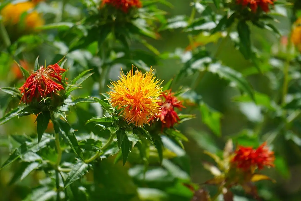 Safflower heads in bloom, one bright yellow-orange tuft among red ones, above spiny green leaves.