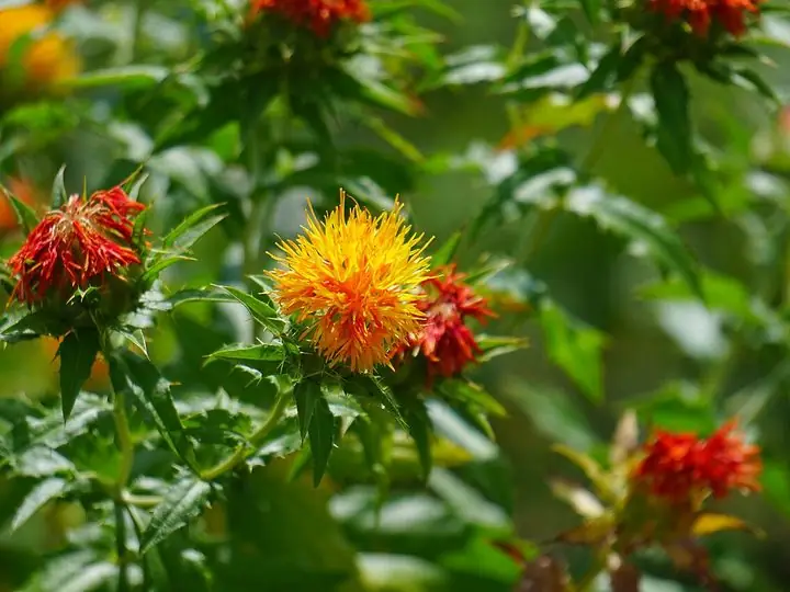Safflower heads in bloom, one bright yellow-orange tuft among red ones, above spiny green leaves.