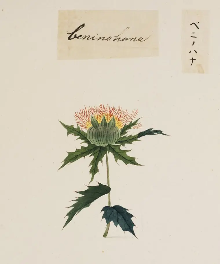 Japanese watercolor of a safflower plant with a single orange-tipped flower head and spiny leaves.