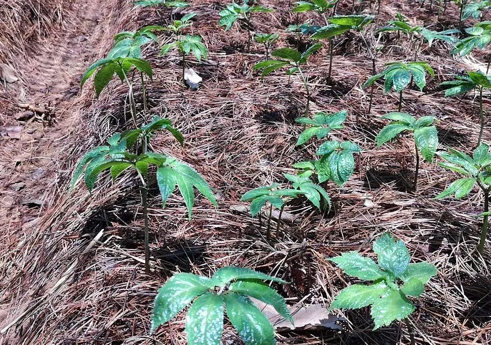 Rows of young san qi plants with whorls of toothed leaves, growing on a bed of pine needles.