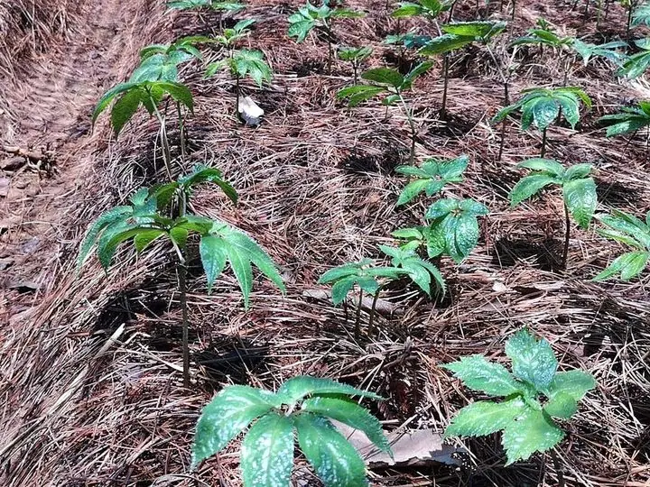 Rows of young san qi plants with whorls of toothed leaves, growing on a bed of pine needles.