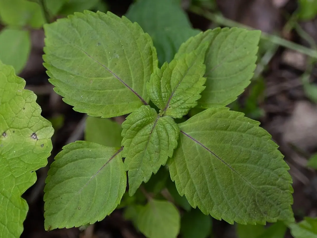 Broad, toothed green perilla (shiso) leaves in pairs.