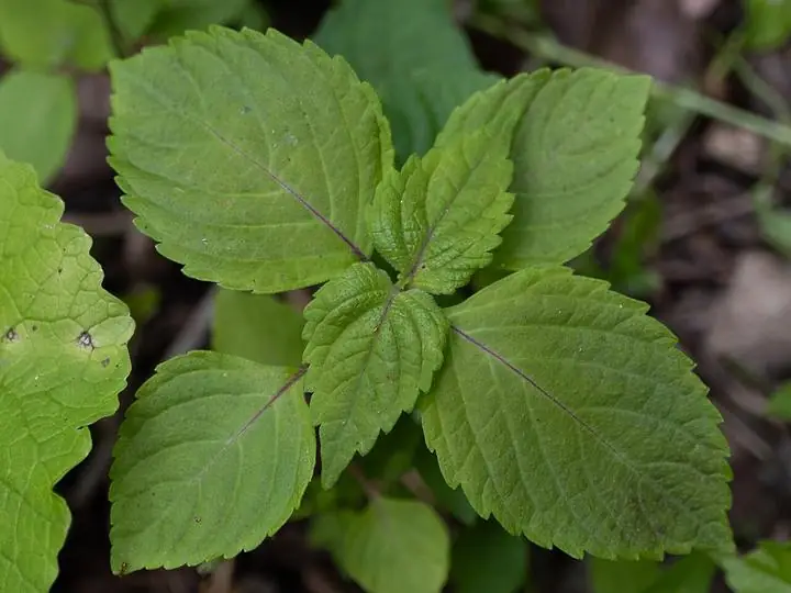 Broad, toothed green perilla (shiso) leaves in pairs.