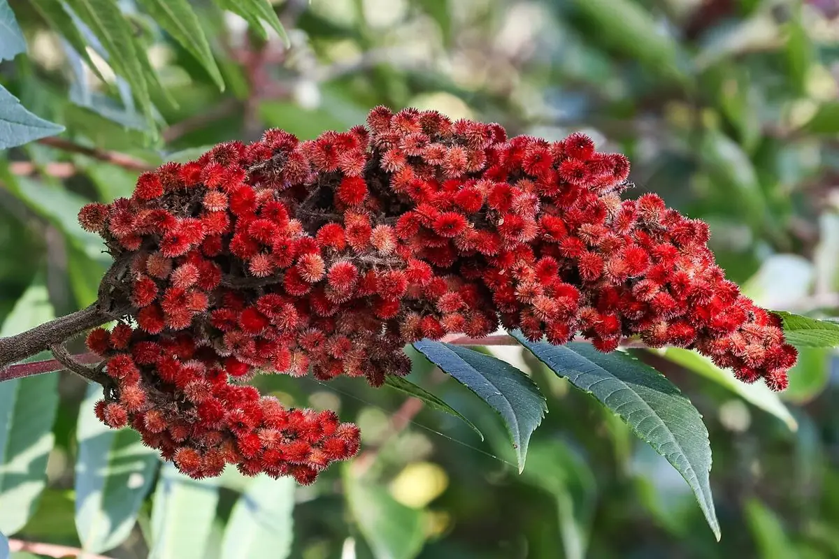 An upright cone of fuzzy crimson staghorn sumac berries above long compound leaves.