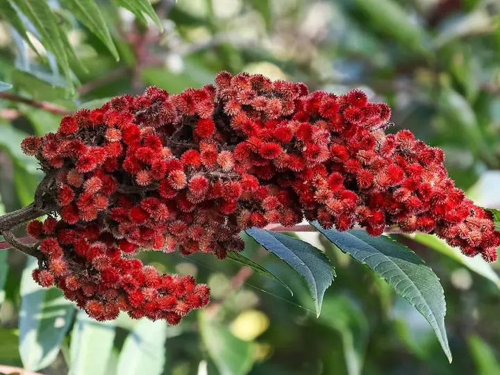An upright cone of fuzzy crimson staghorn sumac berries above long compound leaves.