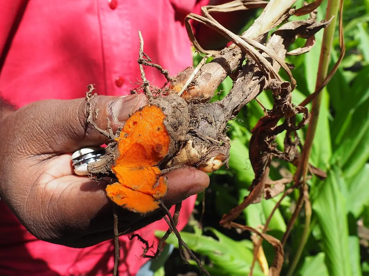 A hand holding freshly dug turmeric, one piece broken open to show bright orange flesh.