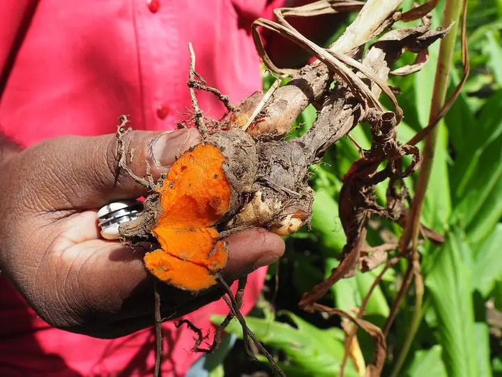 A hand holding freshly dug turmeric, one piece broken open to show bright orange flesh.