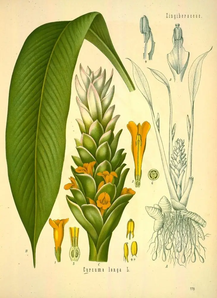 Hand-coloured engraving of turmeric with a broad leaf, flower spike, and rhizome.