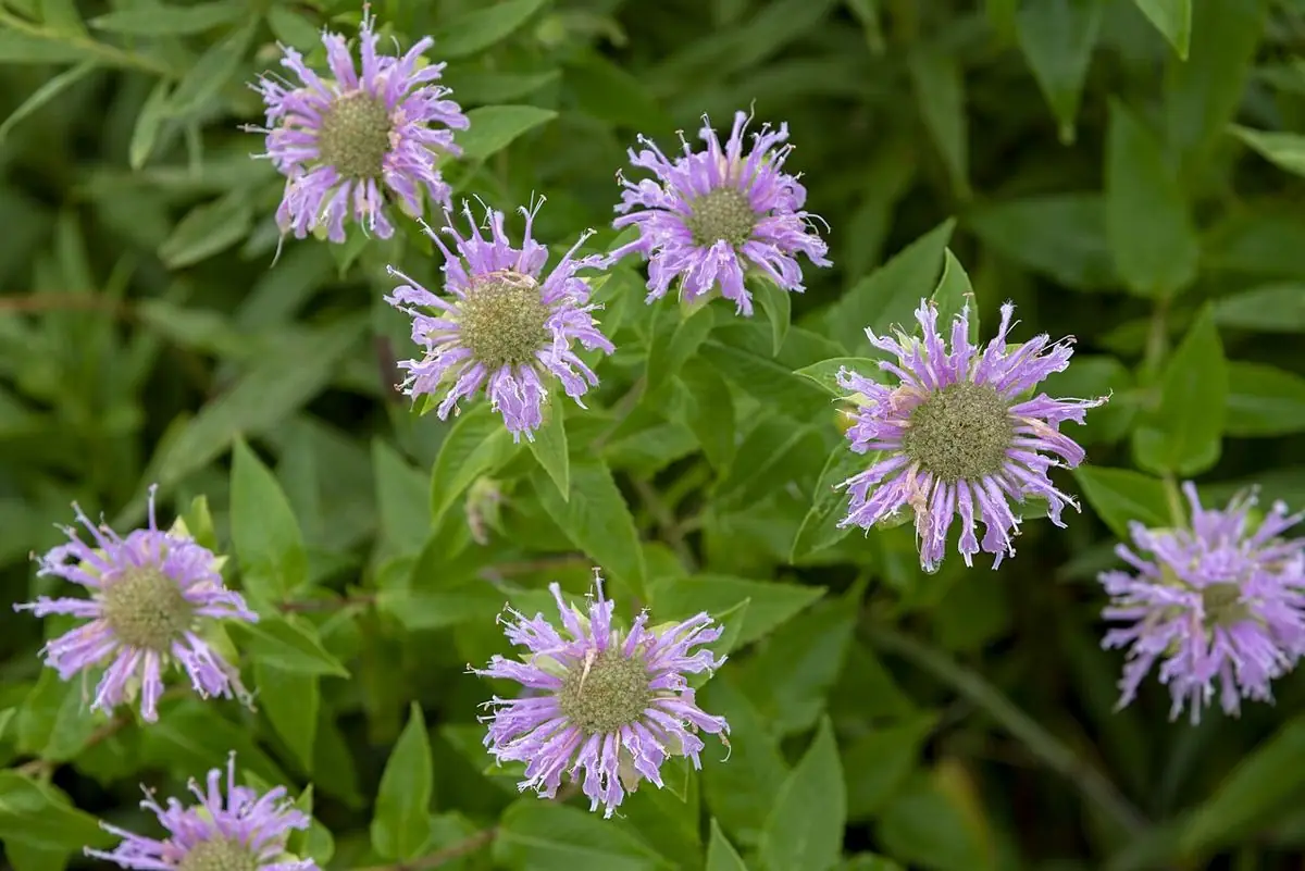 Pale lavender pompom flowers of wild bergamot on a prairie.