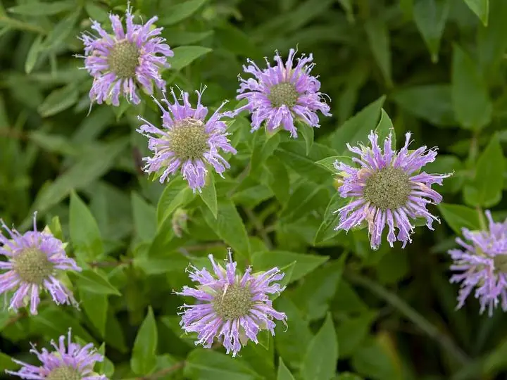 Pale lavender pompom flowers of wild bergamot on a prairie.