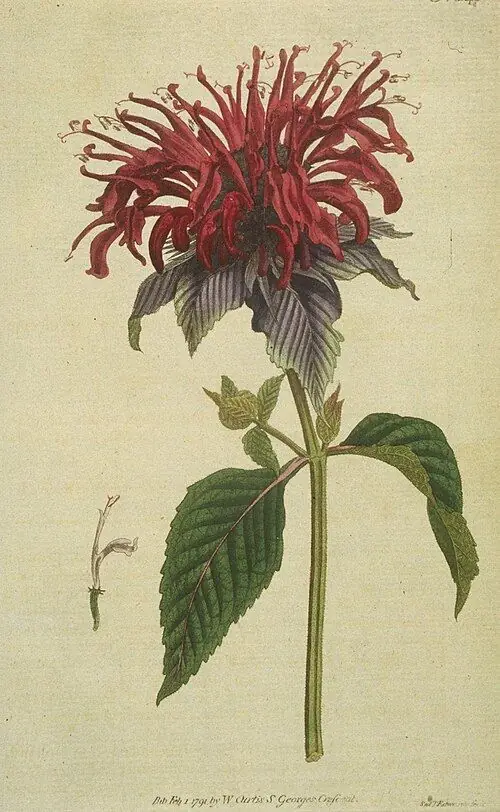Hand-coloured engraving of scarlet bee balm with red tubular flowers above leafy bracts.