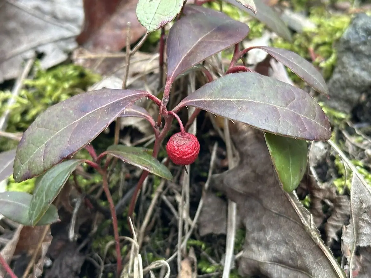 Glossy dark wintergreen leaves with a single red berry.