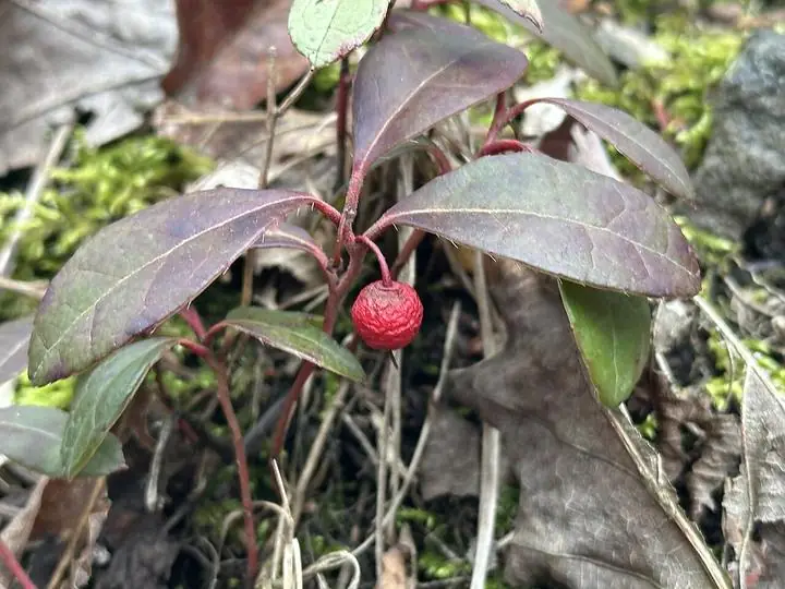 Glossy dark wintergreen leaves with a single red berry.