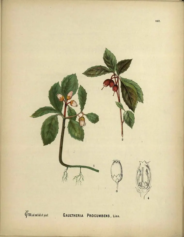 Hand-drawn plate of wintergreen with glossy leaves, a red berry, and flower details.
