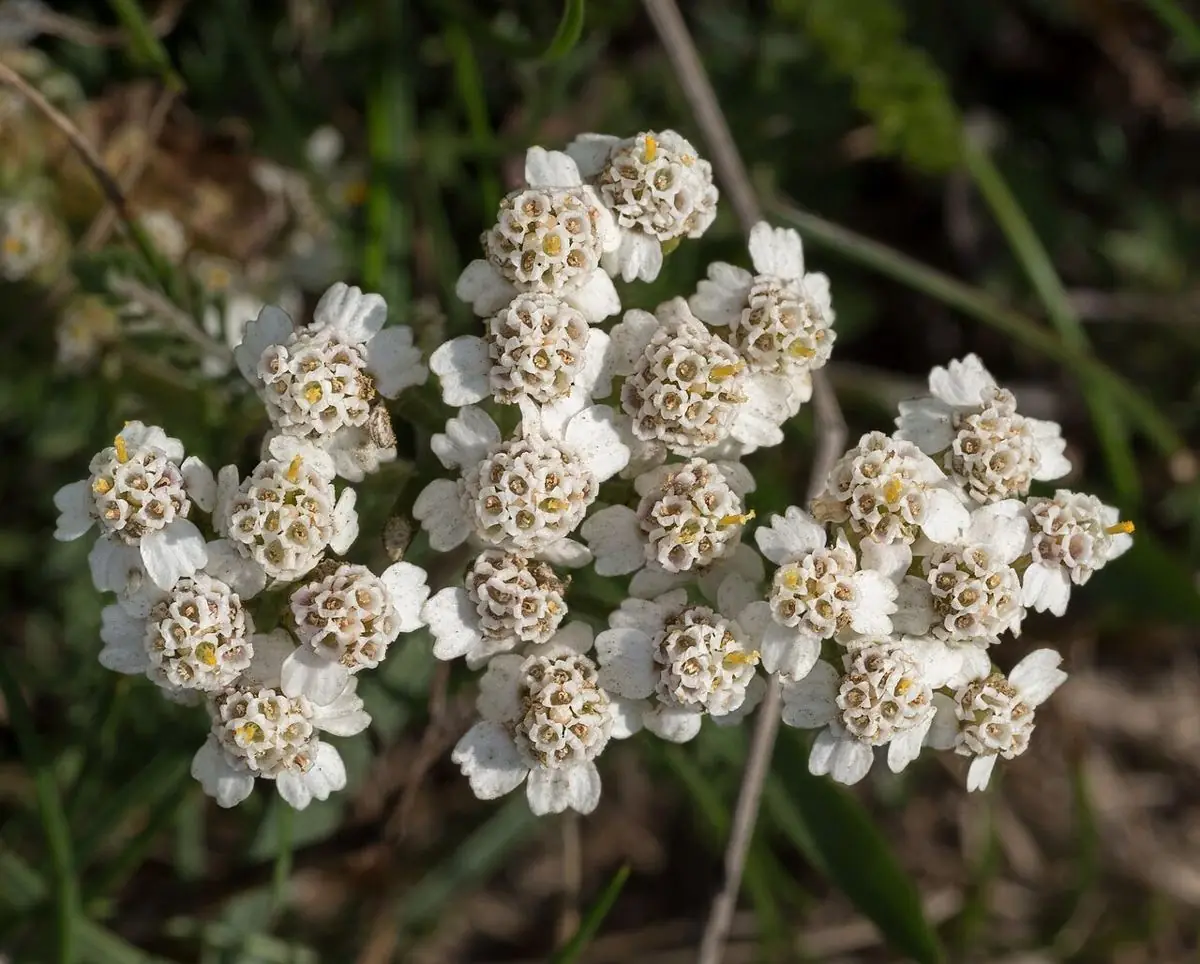 A flat-topped cluster of small creamy-white yarrow flowers seen from above.