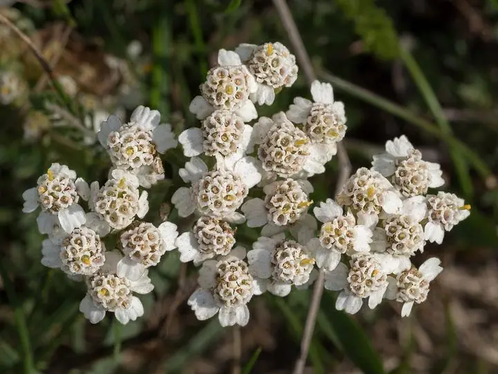 A flat-topped cluster of small creamy-white yarrow flowers seen from above.