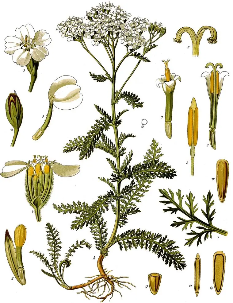 Hand-coloured botanical engraving of yarrow with its finely divided leaves, flat flower cluster and enlarged florets.
