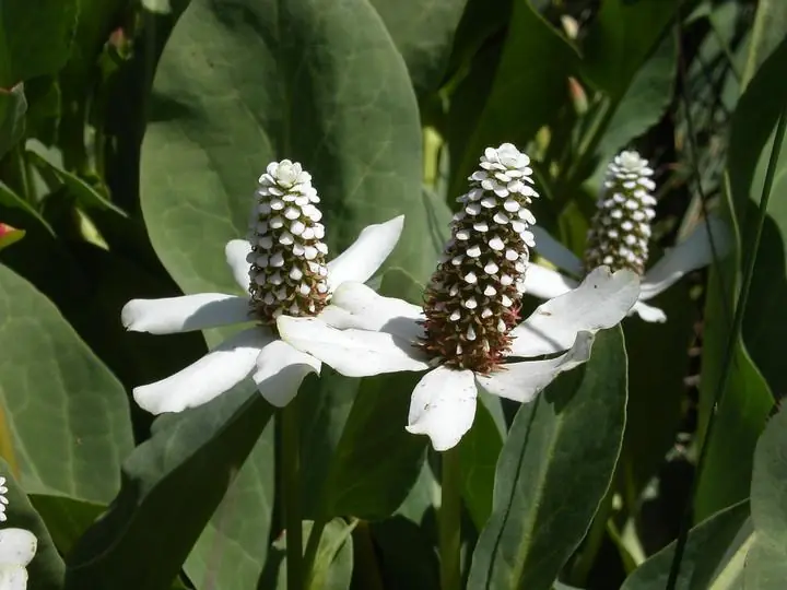 Yerba mansa flowers: white petal-like bracts around a tall cone, above broad leaves.