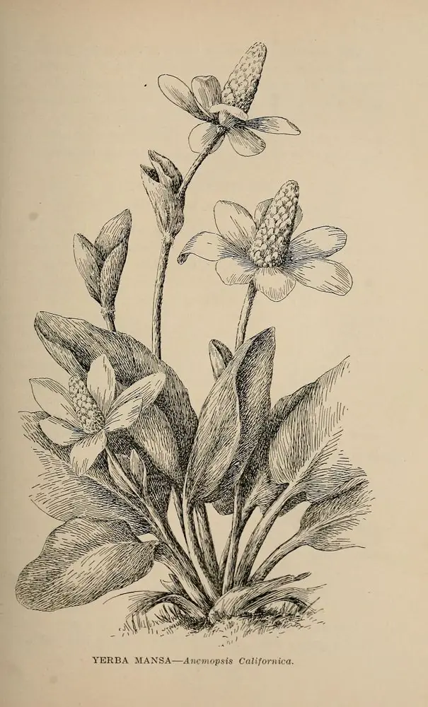 Pen drawing of yerba mansa with its broad leaves and cone-centered flowers.